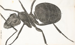 Microscopic View of an Ant