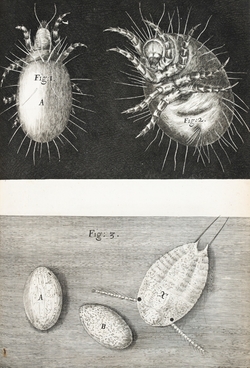 Microscopic View of Mites and Mite Eggs