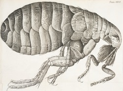 Microscopic View of Flea