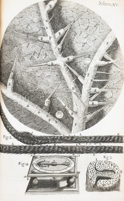 Microscopic View of Stinging Nettle