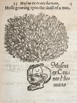 Medical Cannibalism Skull Moss