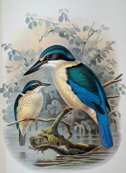 Kingfisher