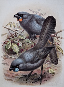 Kokako