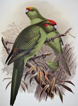 Parakeets