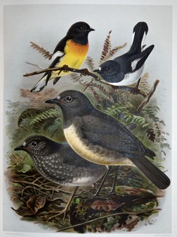 Tomtit and Robins