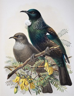 Tui