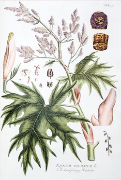 Rhubarb