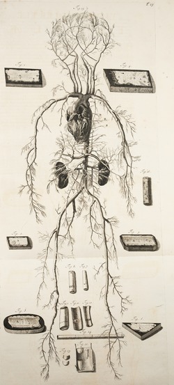 Human Blood System – Heart, Veins and Arteries