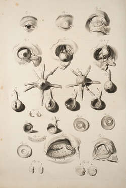 Eyes