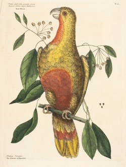 Parrot of Paradise