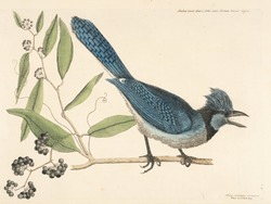 Crested Jay