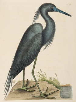 Blue Heron