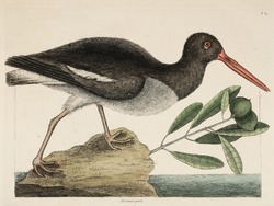 Oystercatcher