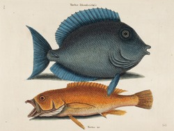 Turdus Rhomboidalis (Blue Fish) and Turdus (Yellow Fish)