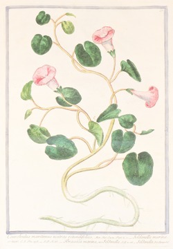 Soldanella Marina Minor
