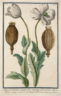 White Poppy