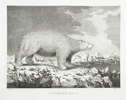 Polar Bear