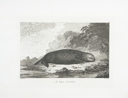 Sea Otter