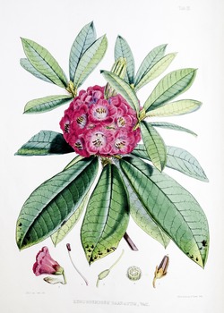 Rhododendron Barbatum