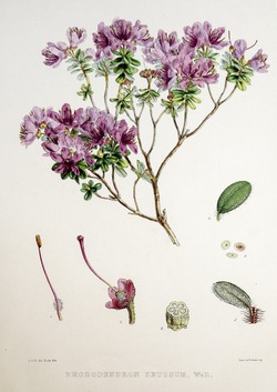Rhododendron Setosum