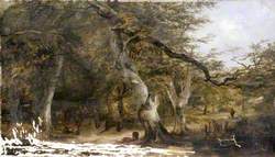 Forest Glade