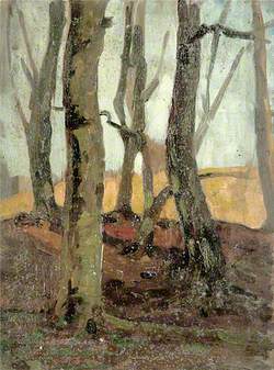 Wooded Scene of Trees