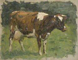 Cow in a Field