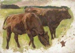 Cows in a Field