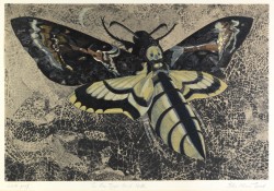 The Bee Tyger Hawk Moth