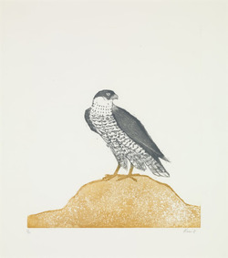 Peregrine Falcon