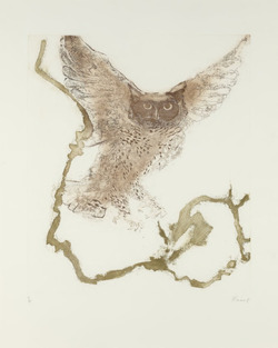 Long-Eared Owl