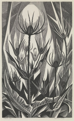 Teasels