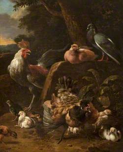 Poultry and Pigeons
