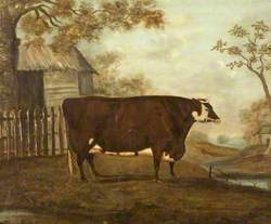 A Hereford Cow