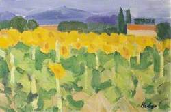 Sunflowers, Dordogne, France