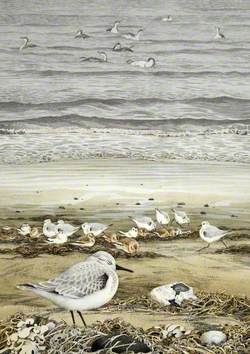 Sanderling and Snow Bunting with Red-Throated Divers