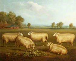 Five Leicester Sheep