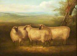 Three South Down Sheep