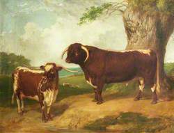 Long-Horned Bull and Cow