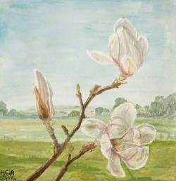 Magnolia