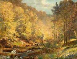 A Forest Stream