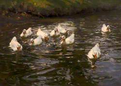 Weiße Enten in Wasser