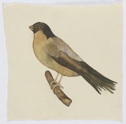 Finch
