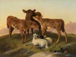 Calves and Lambs