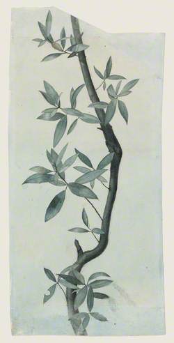 Study of Willow Leaves