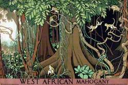 West African Mahogany