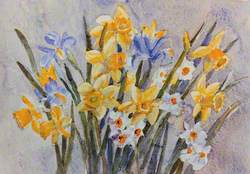 Iris, Daffodils and Narcissus