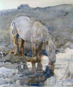 A White Horse Drinking from a Pool