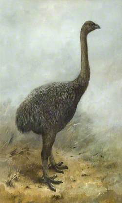 Moa (megalapteryx huttoni)