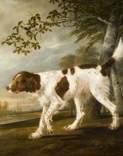 Portrait of a Spaniel